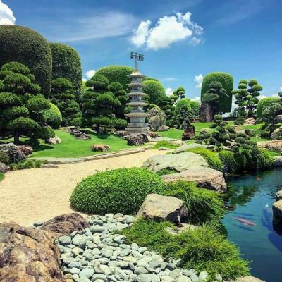 Dự án hồ cá Koi